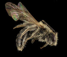 Imagem de Andrena fenningeri Viereck 1922