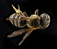 Halictus poeyi Lepeletier 1841的圖片