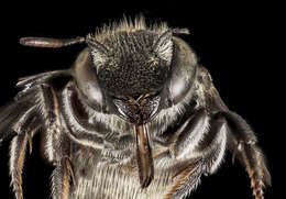 Image of Osmia andrenoides Spinola 1808