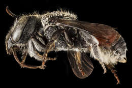 Image of Osmia andrenoides Spinola 1808