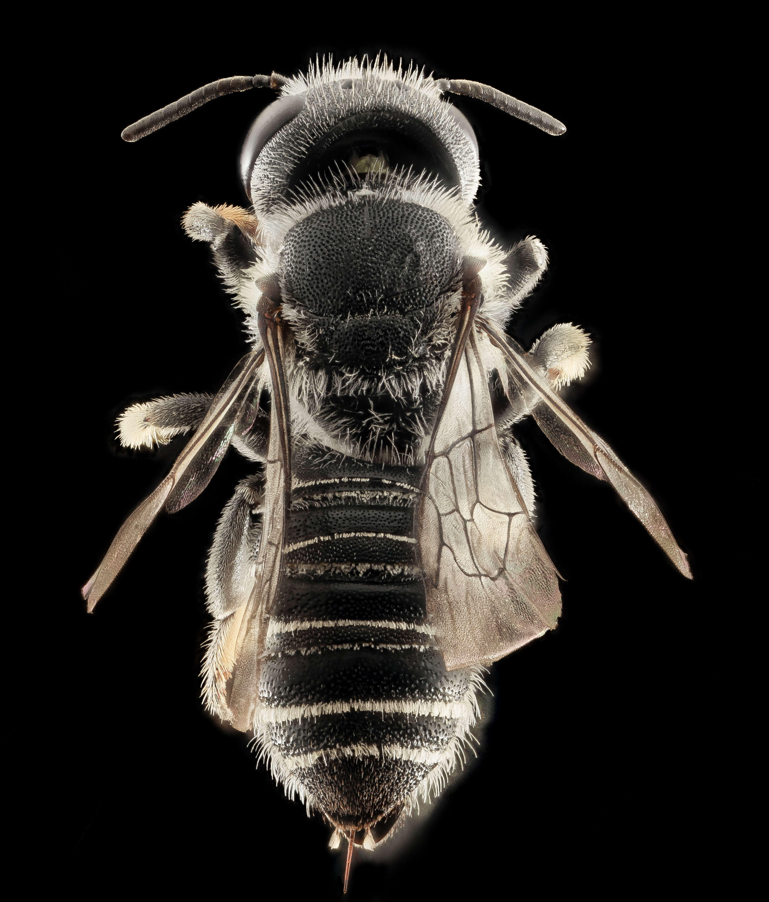 Image of leaf-cutter bees, mason bees, and relatives
