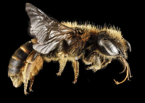 Image of Osmia rufohirta Latreille 1811