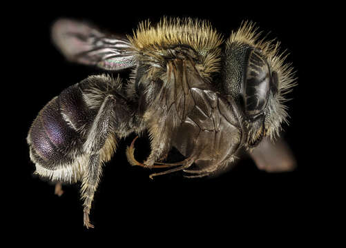 Image of Osmia versicolor Latreille 1811