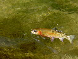 Image of Oncorhynchus clarki utah