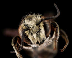 Image of Apical Leafcutter Bee