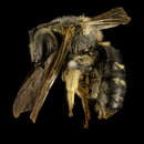 Lasioglossum forbesii (Robertson 1890) resmi