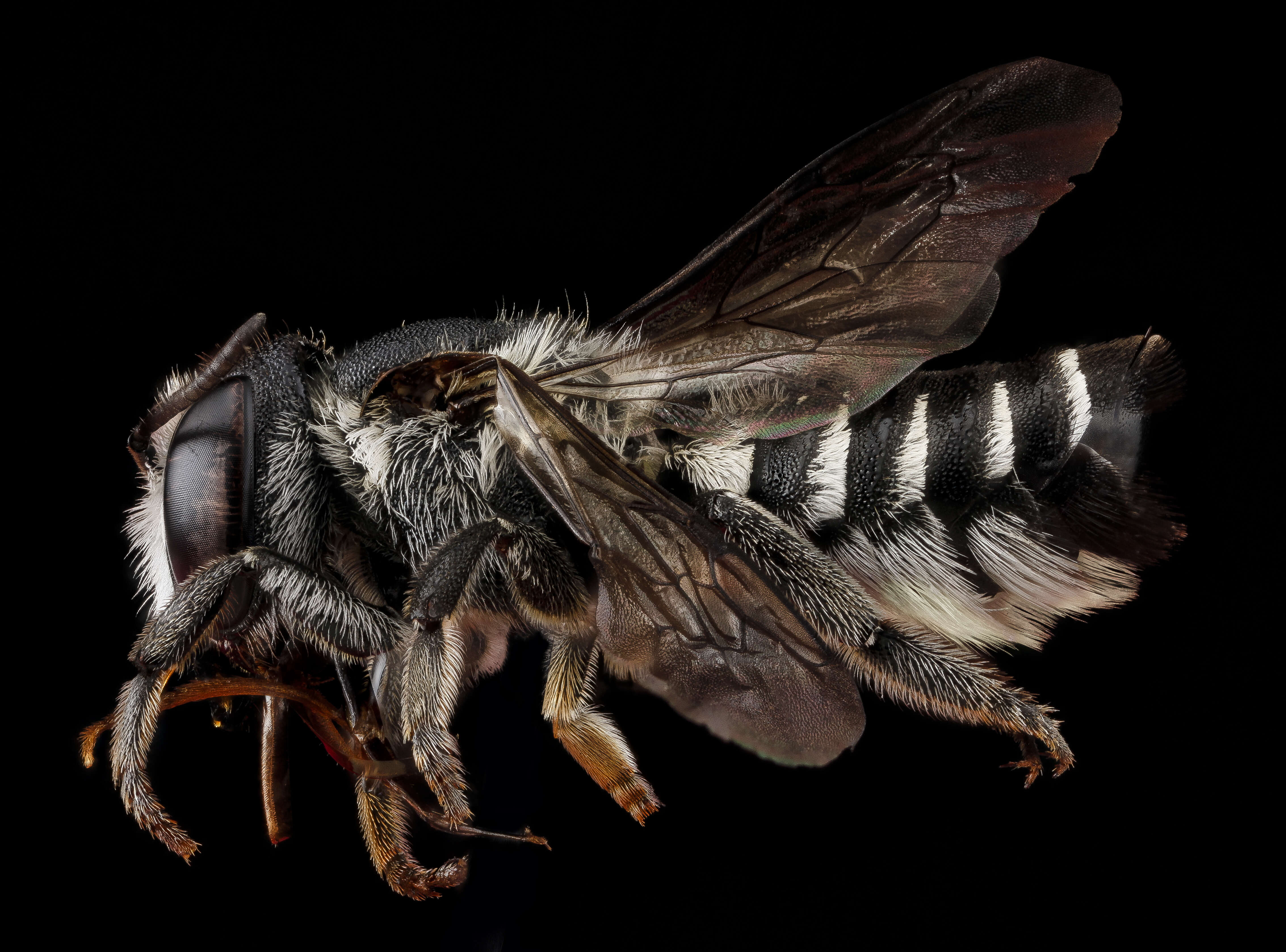 Image of Apical Leafcutter Bee