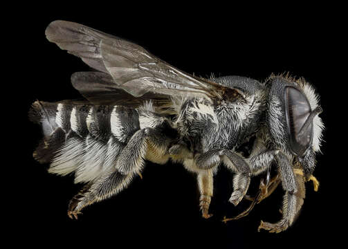 Image of Apical Leafcutter Bee