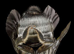 Image of Apical Leafcutter Bee