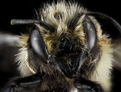 Image of Black-and-gray Leaf-cutter Bee