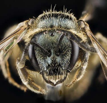 Lasioglossum lineatulum (Crawford 1906) resmi