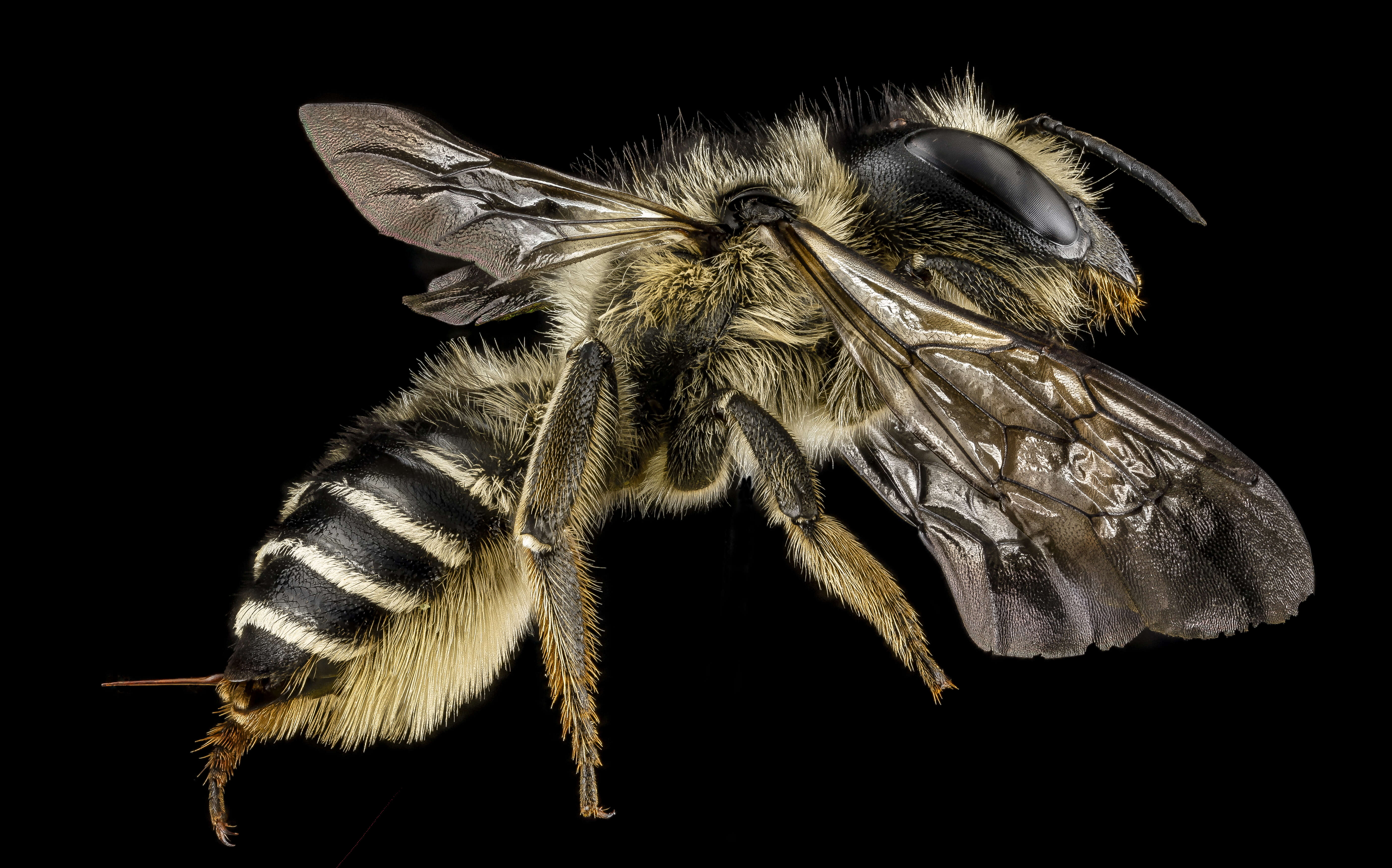 Megachile inermis Provancher 1888 resmi