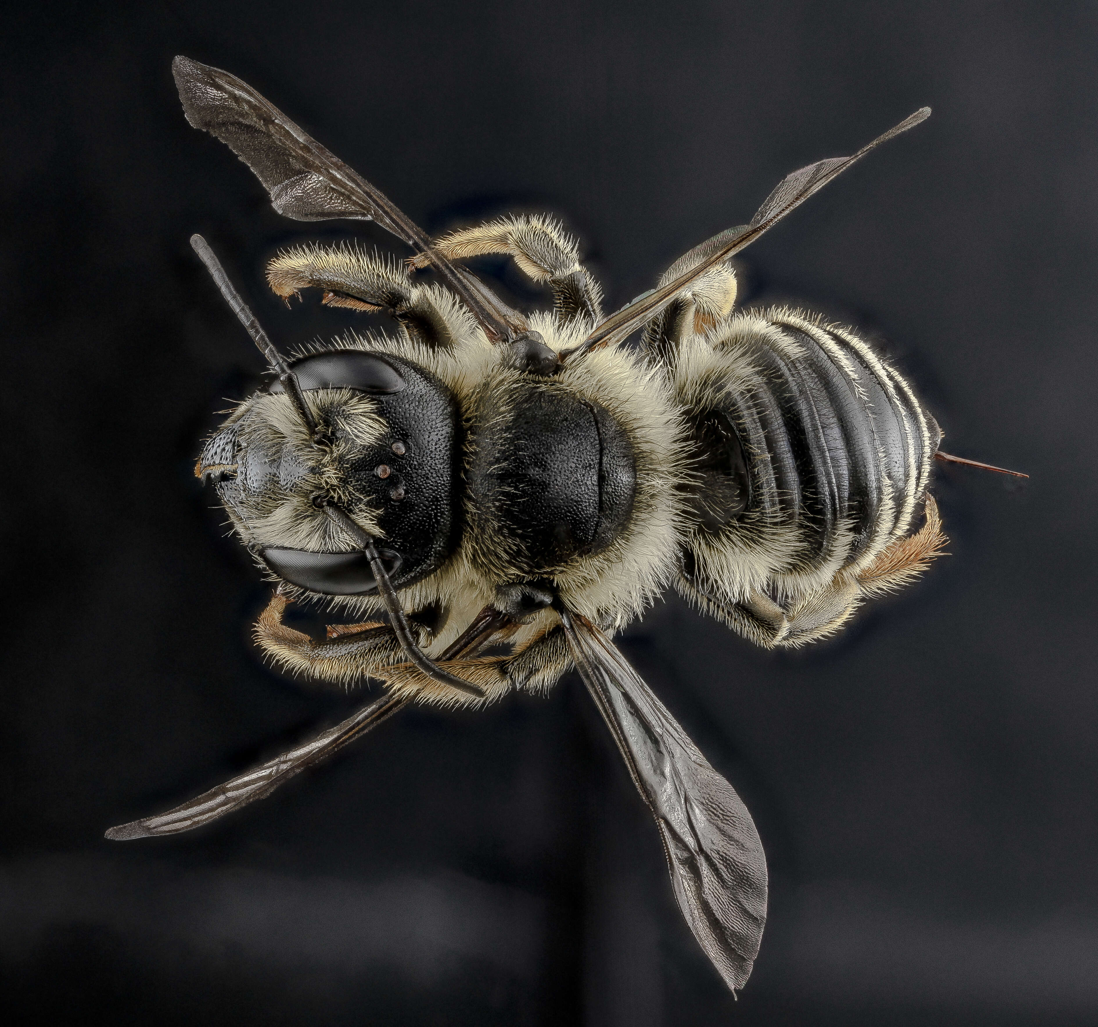 Megachile inermis Provancher 1888 resmi