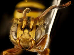 Image of Nomada fragariae Mitchell 1962