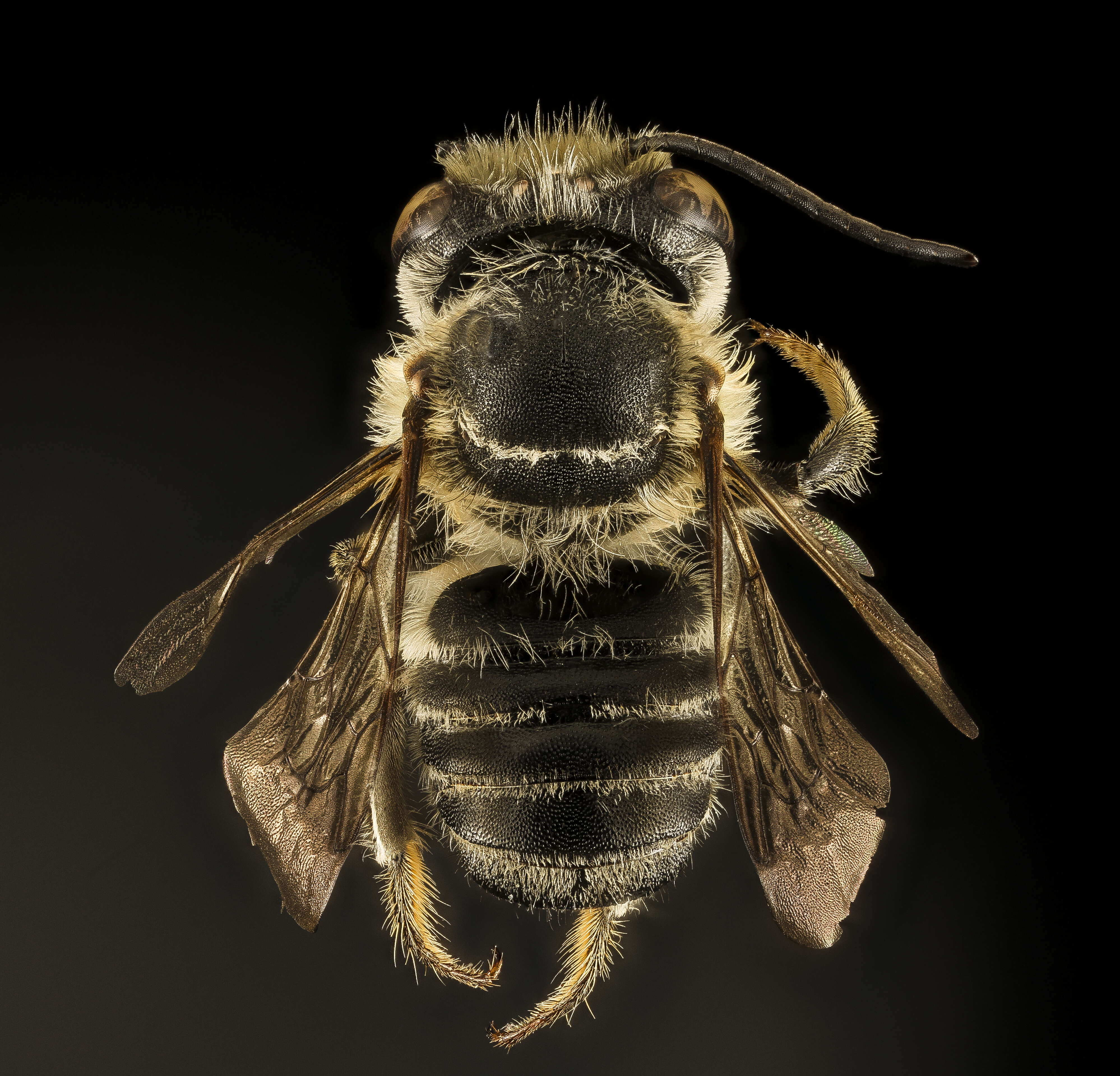 Megachile petulans Cresson 1878 resmi