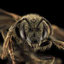 Lasioglossum aberrans (Crawford 1903) resmi