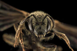 Lasioglossum aberrans (Crawford 1903) resmi