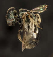 Lasioglossum nevadense (Crawford 1907)的圖片