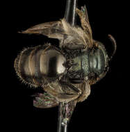 Image of Lasioglossum occidentale (Crawford 1902)