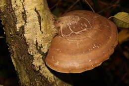 Image of birch polypore