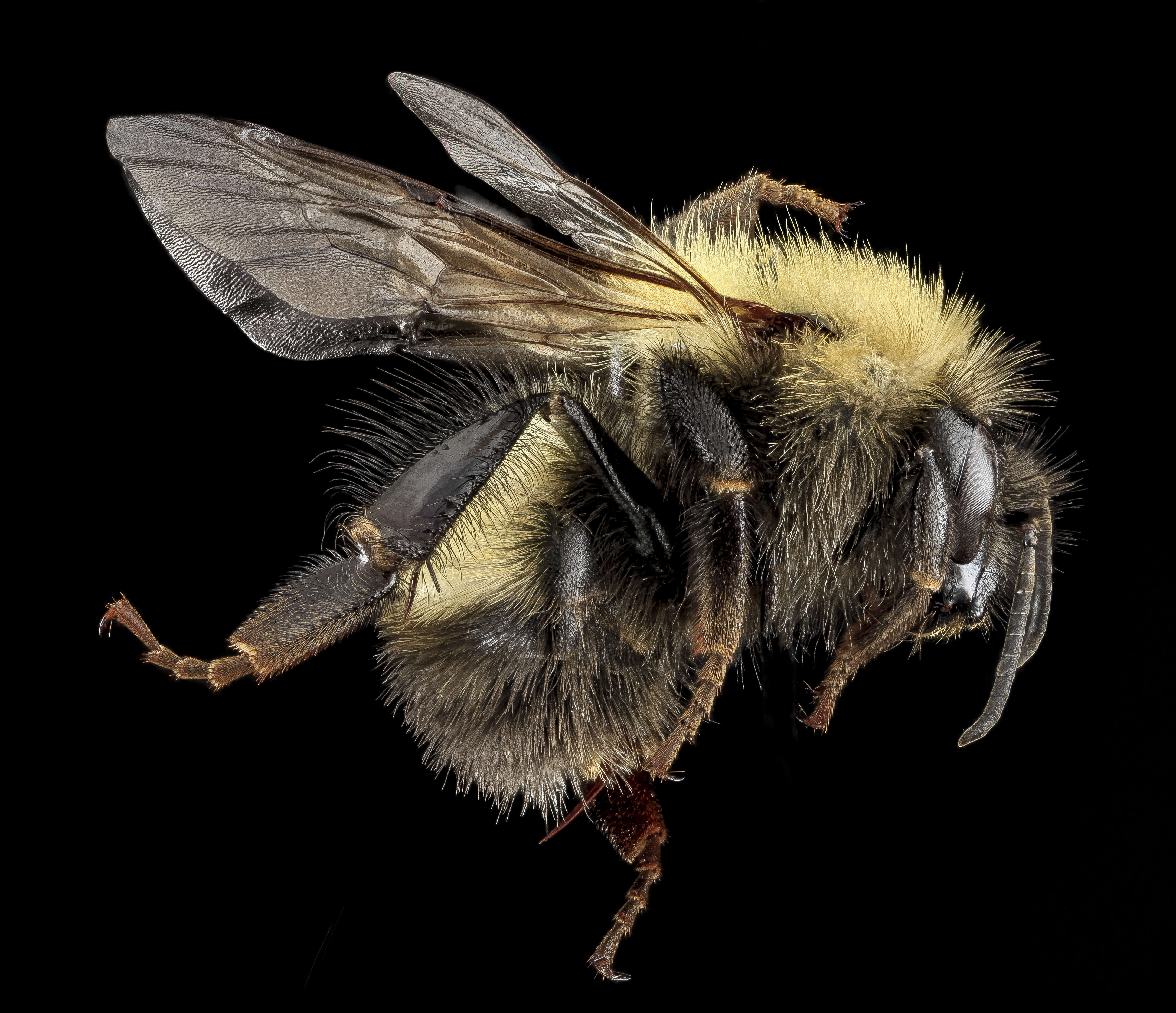 Image of Confusing Bumblebee