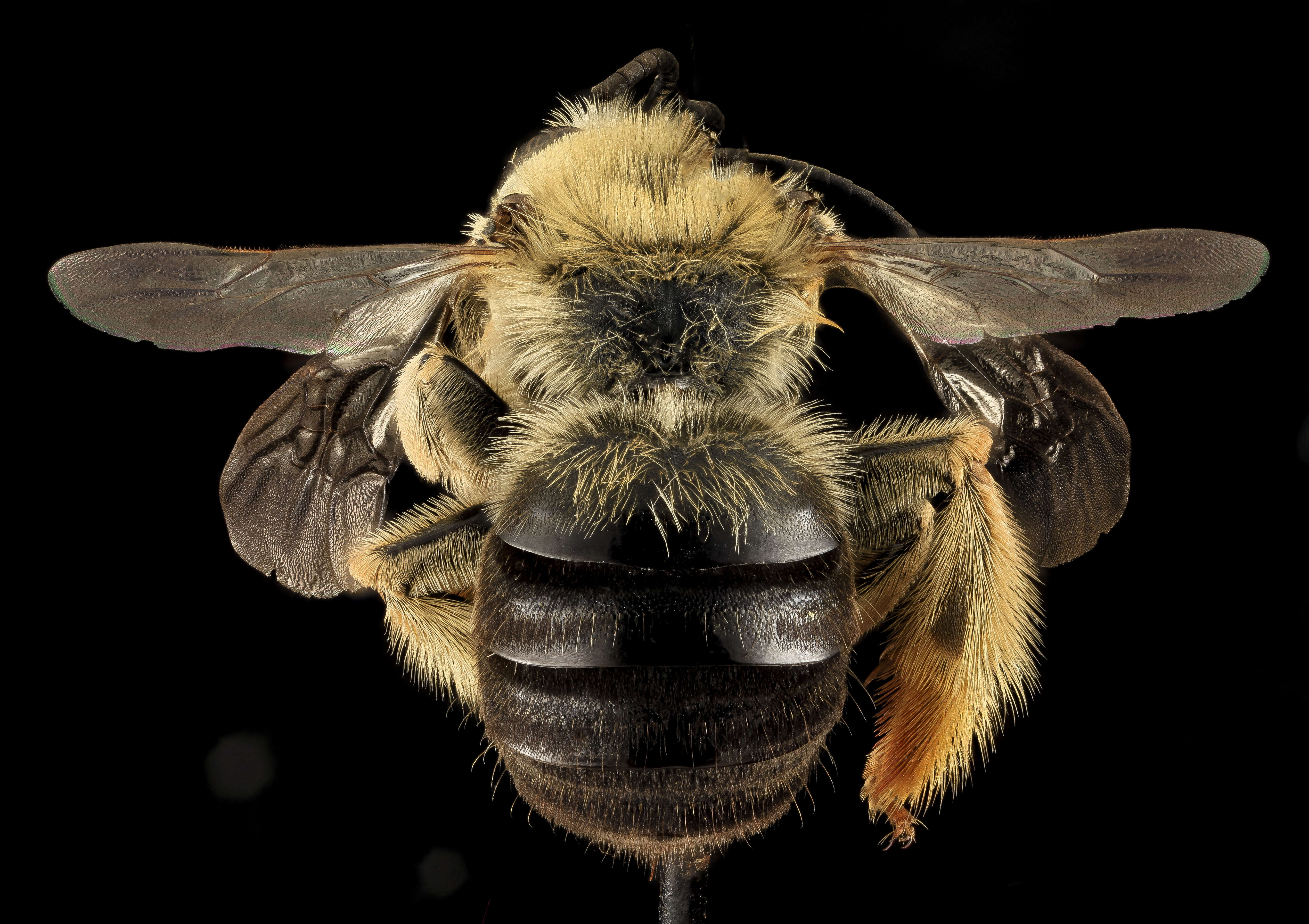 Image de Eucera dubitata (Cresson 1879)