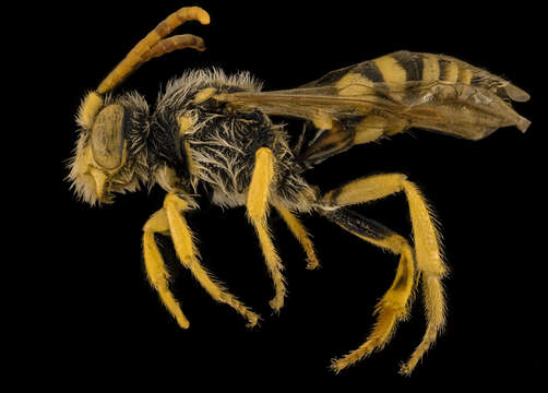 Nomada annulata Smith 1854的圖片