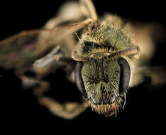 Image of Lasioglossum sedi (Sandhouse 1924)