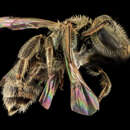 Image of Lasioglossum sedi (Sandhouse 1924)