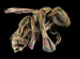 Image of Lasioglossum sedi (Sandhouse 1924)