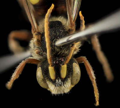 Image of Nomada australis Mitchell 1962