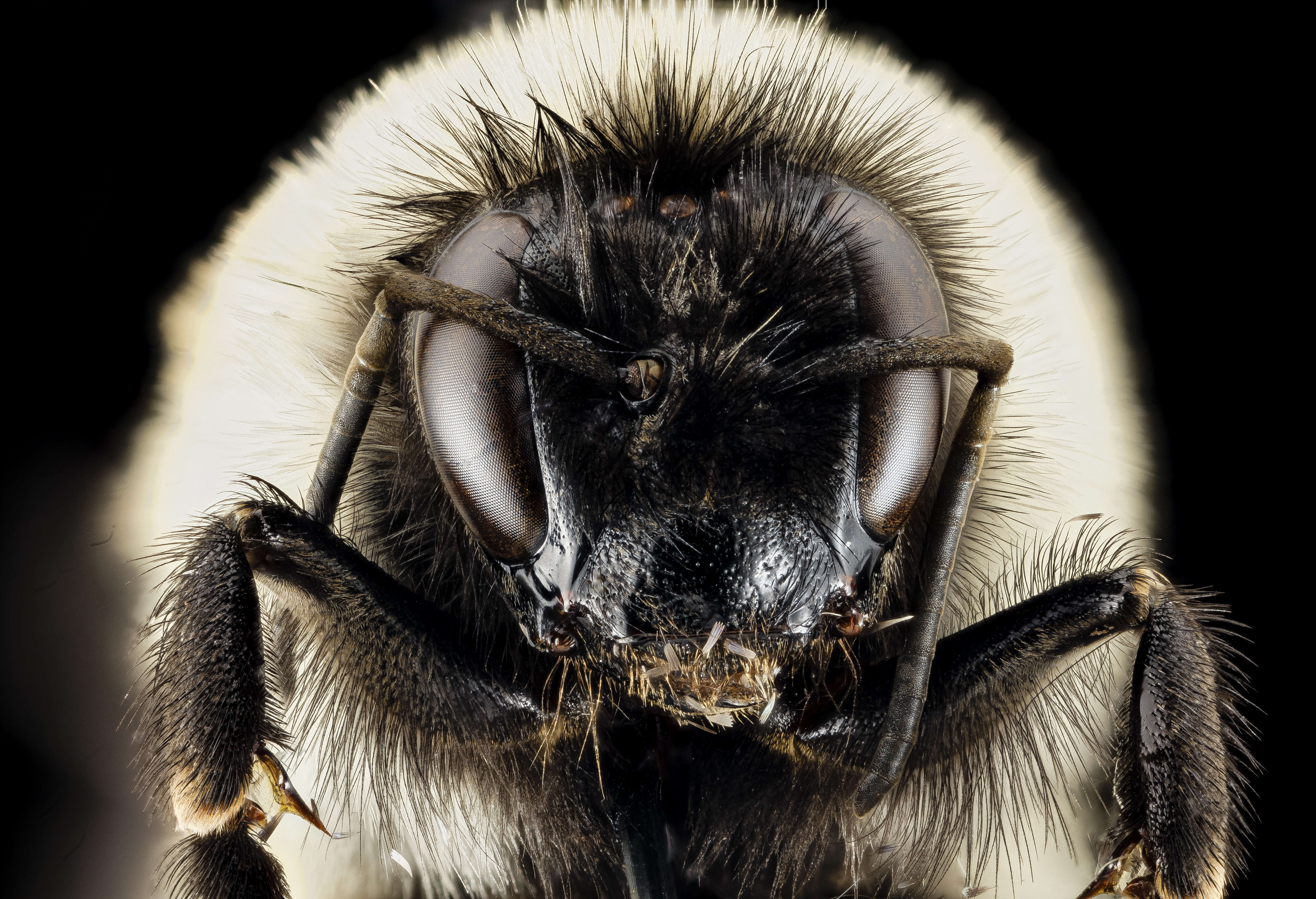 Image of Common Eastern Bumblebee