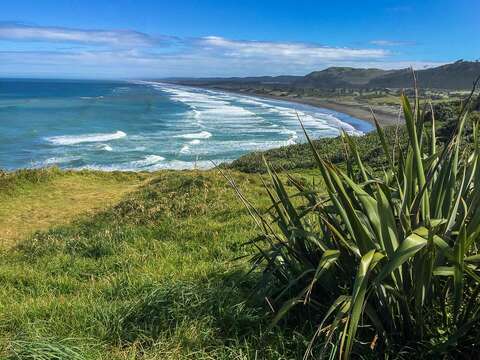 Image of New Zealand flax