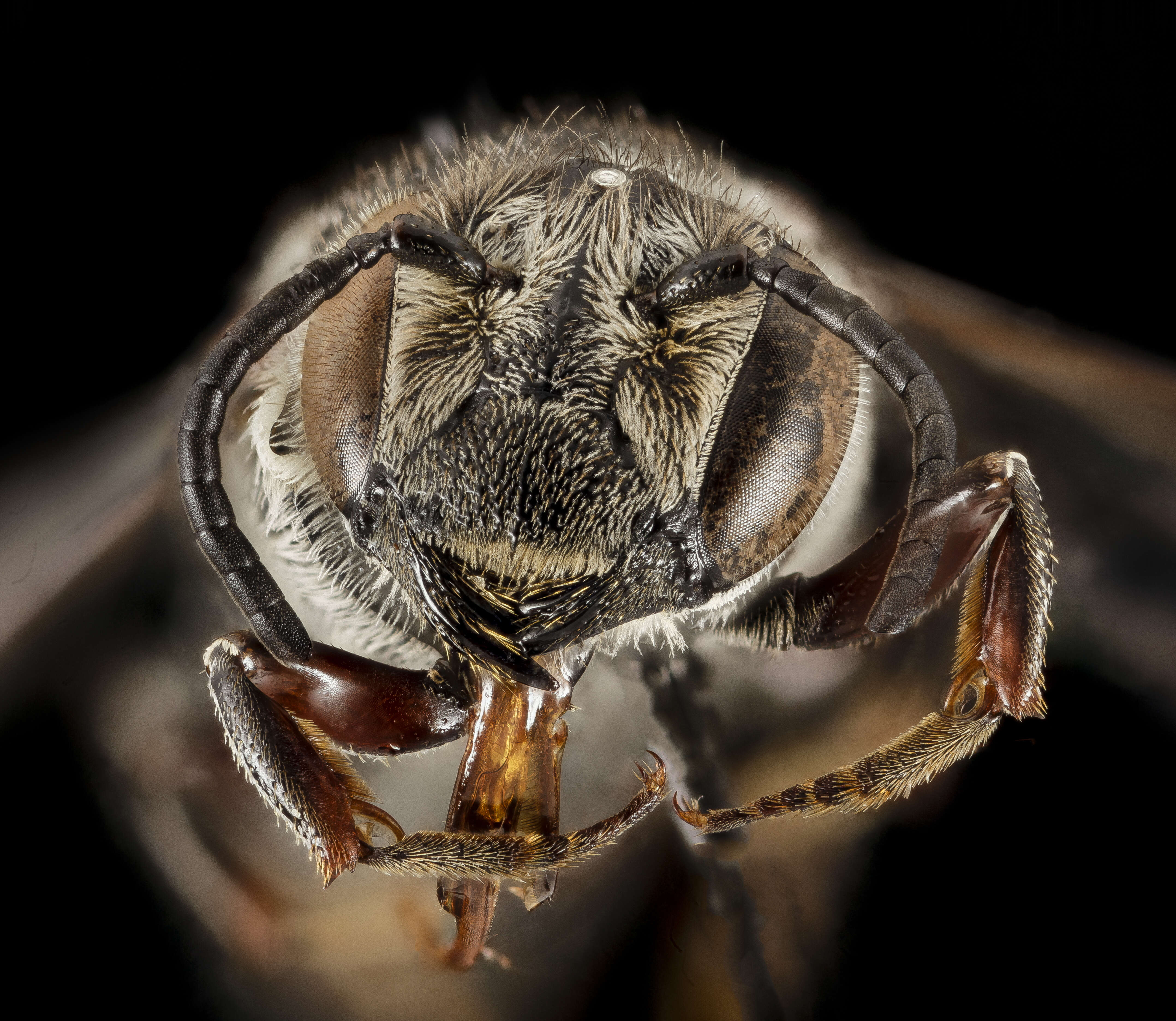 Image de Coelioxys alternata Say 1837