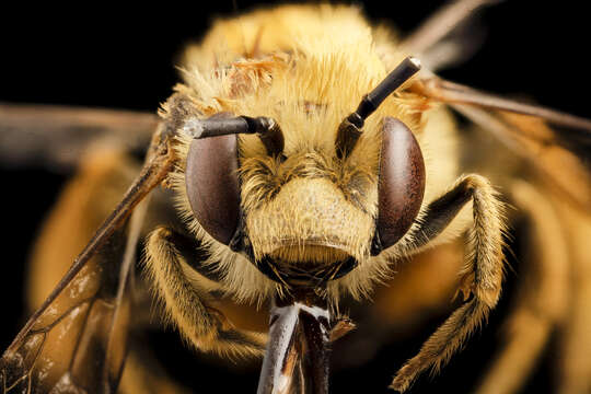 Image of Eucera fulvohirta (Cresson 1879)