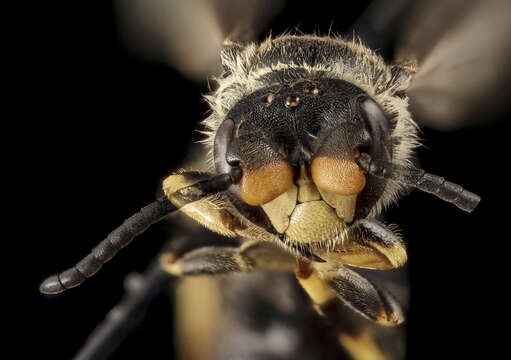 Imagem de Hylaeus basalis (Smith 1853)