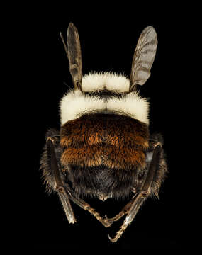 Image of Common Eastern Bumblebee