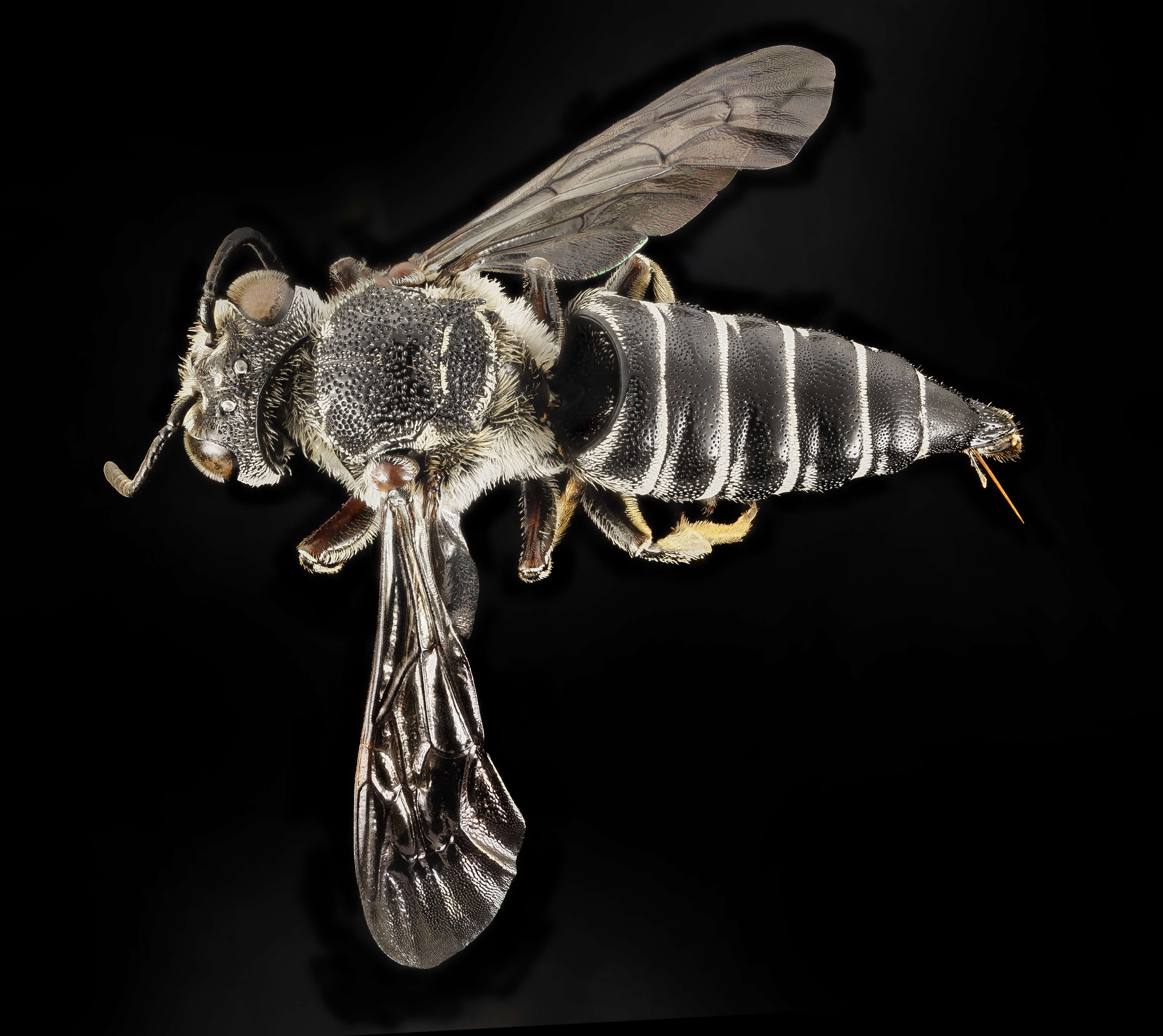 Image de Coelioxys alternata Say 1837