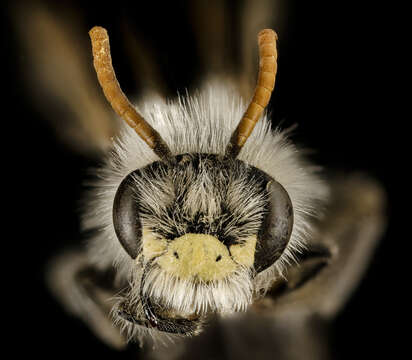 Image of Andrena wellesleyana Robertson 1897