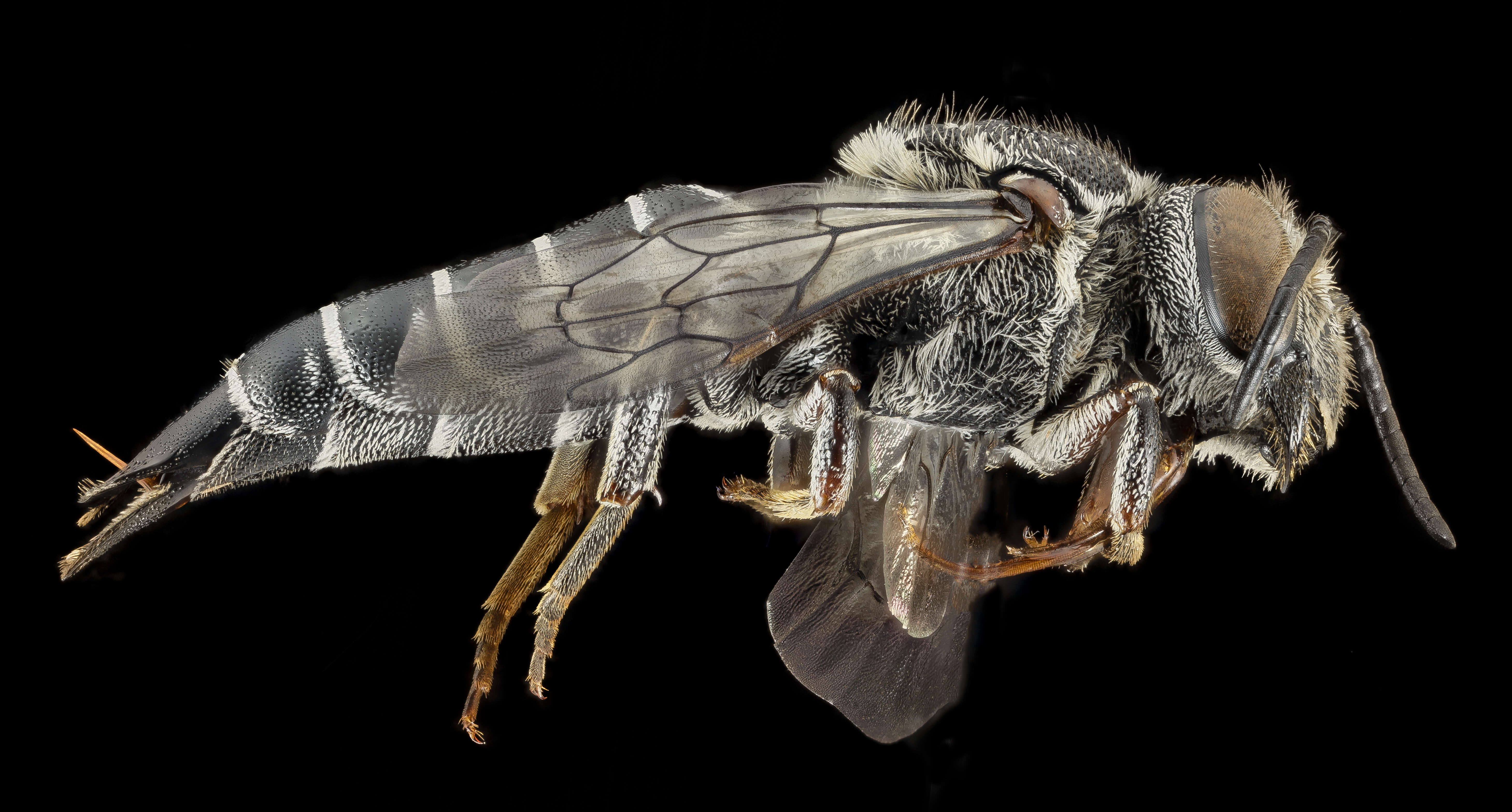 Image of Coelioxys alternata Say 1837