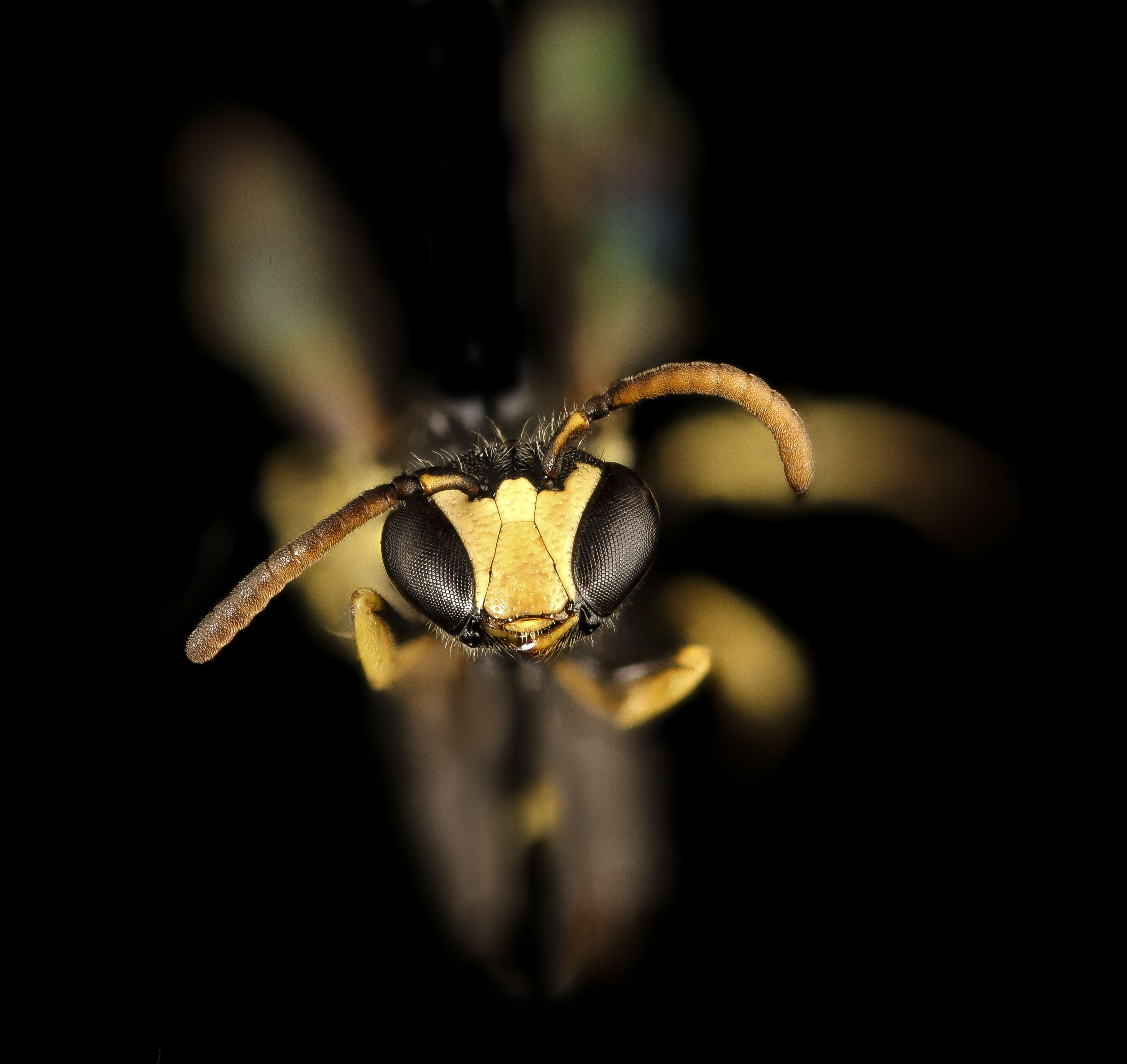 Image de Hylaeus pictipes Nylander 1852