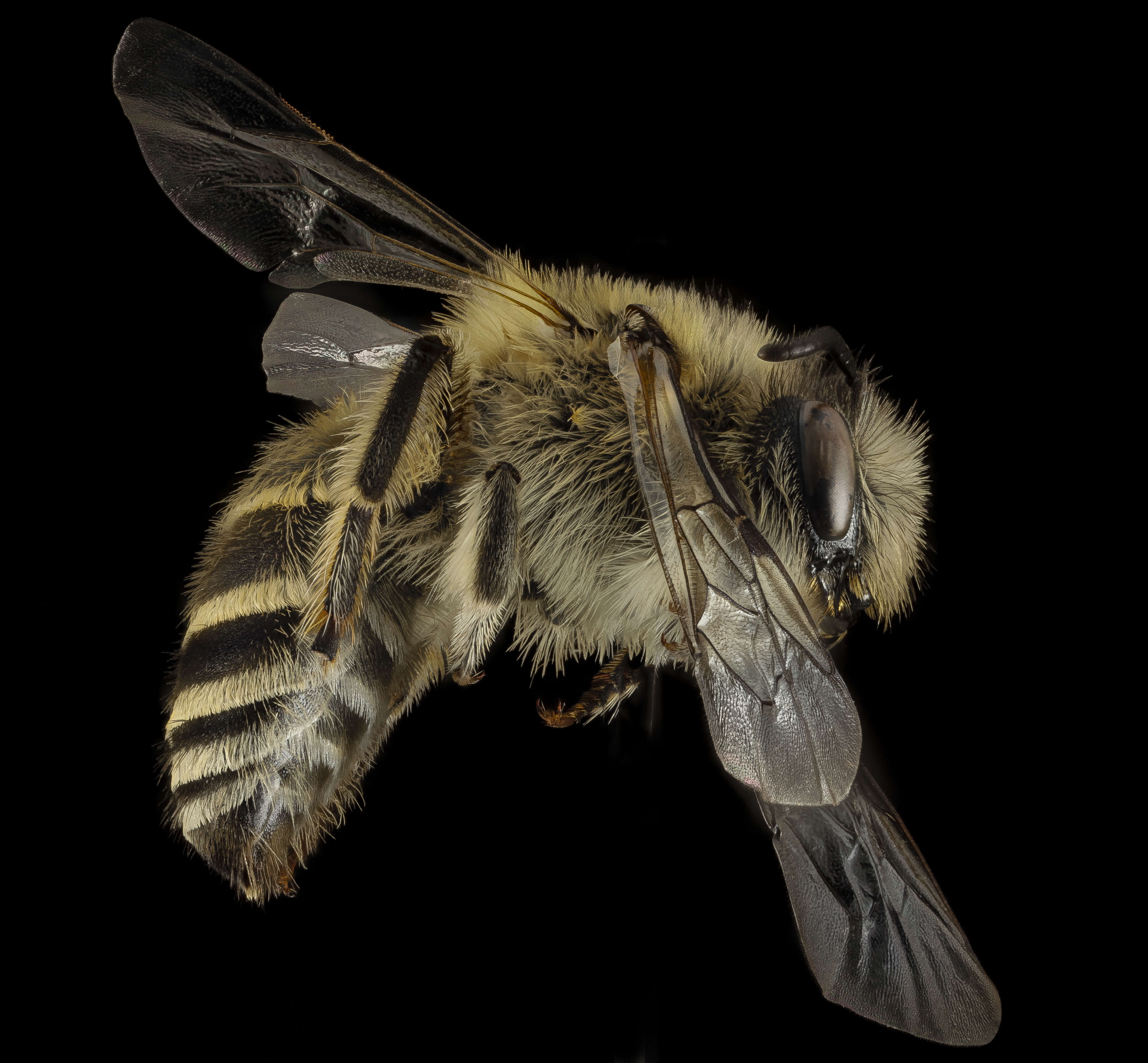 Colletes cariniger Pérez 1903 resmi