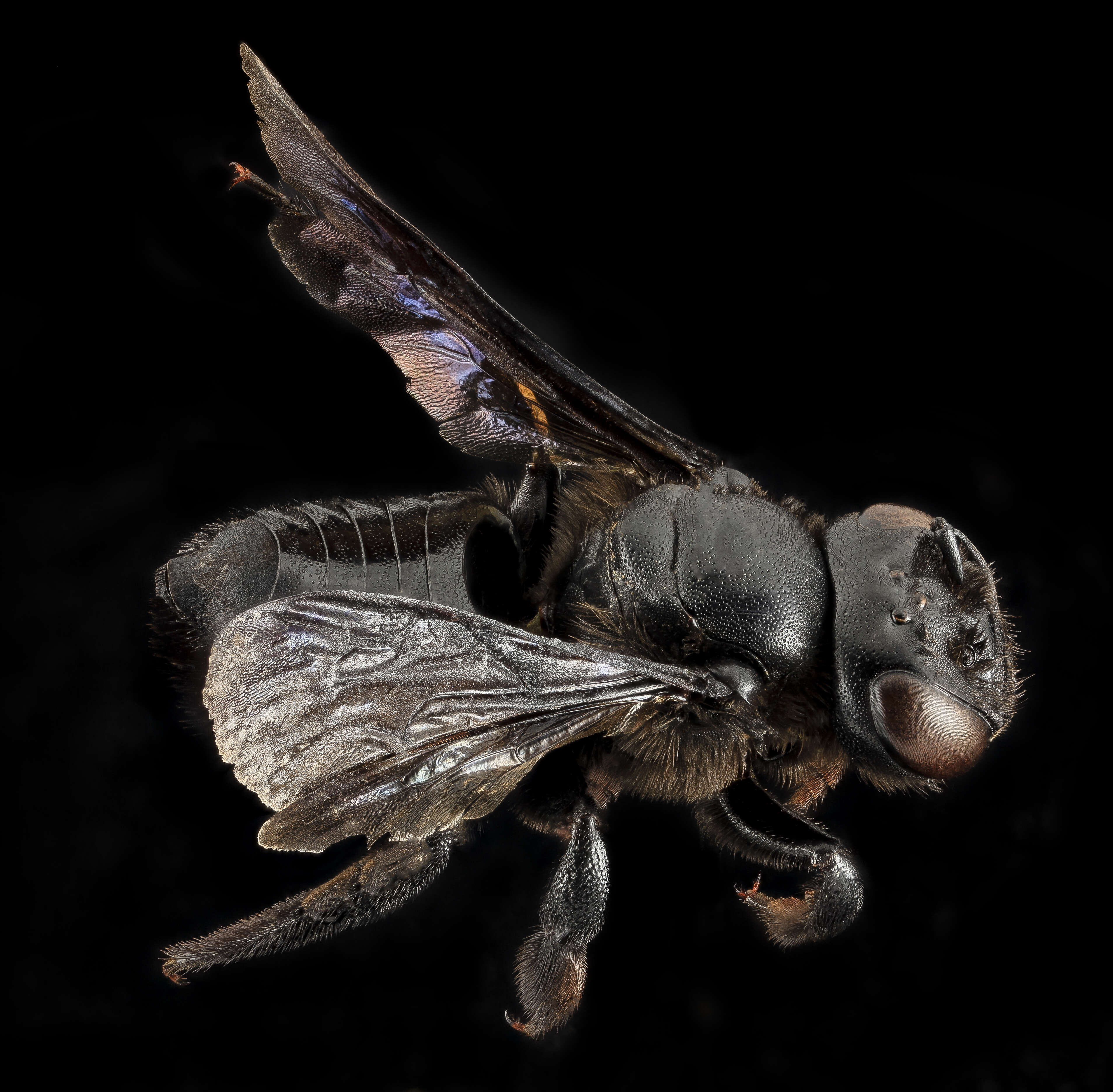 Image of Carpenter-mimic Leaf-cutter Bee