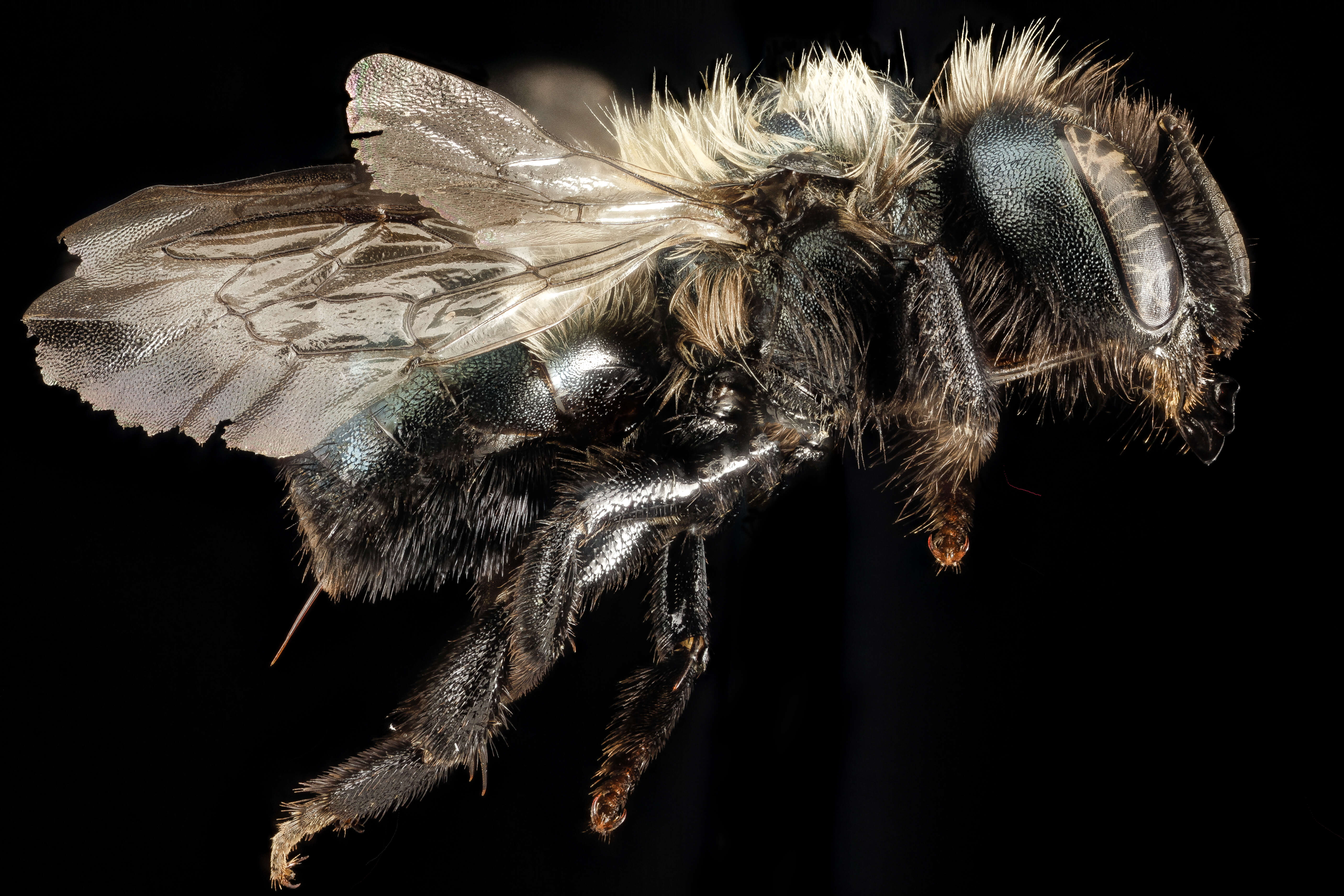 Image of Osmia paradisica Sandhouse 1924