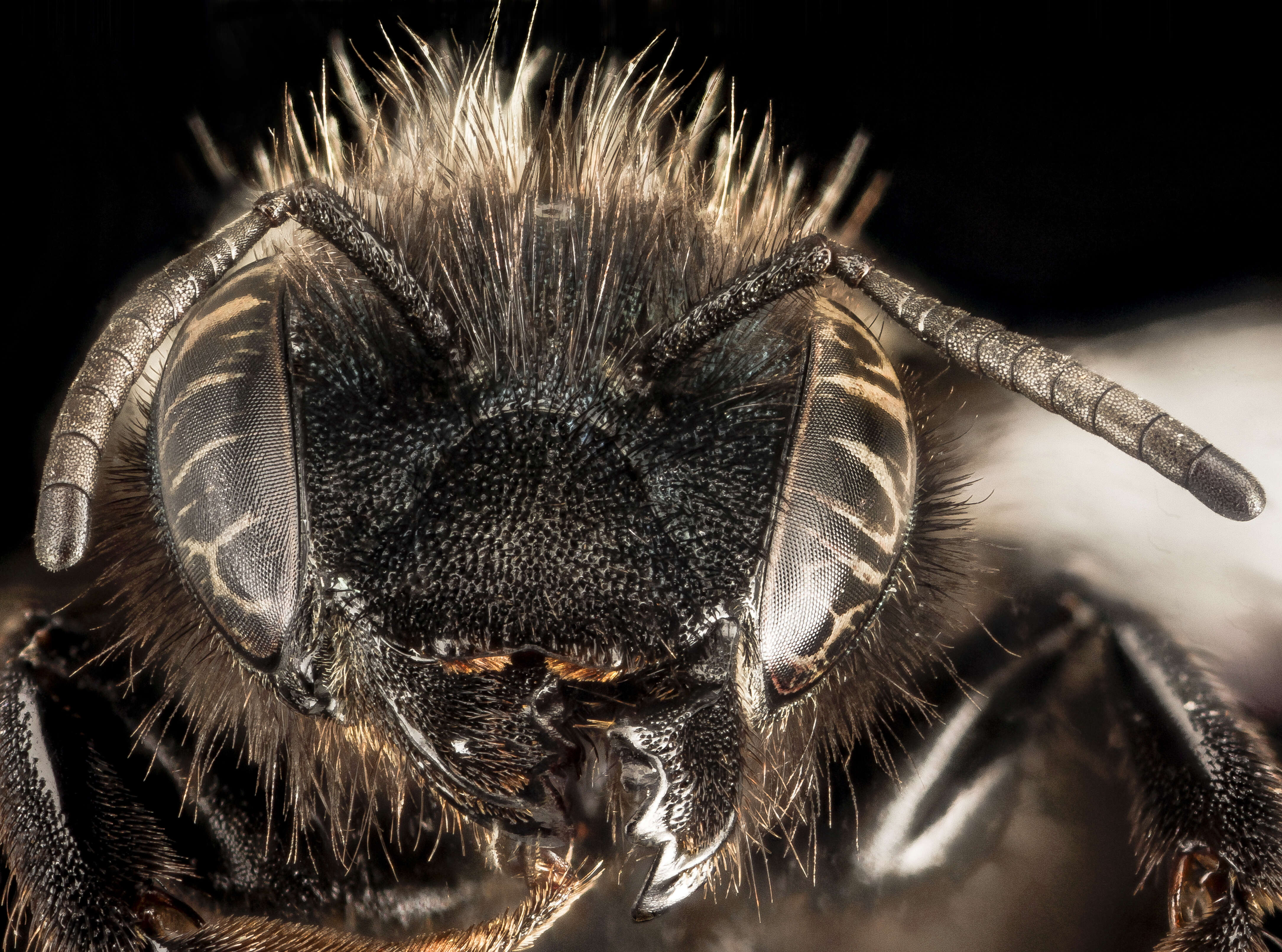 Image of Osmia paradisica Sandhouse 1924