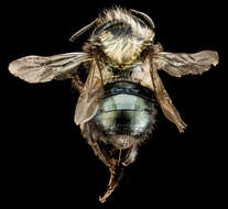 Image of Osmia paradisica Sandhouse 1924