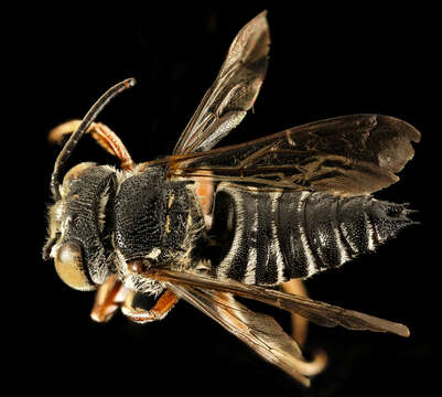 Image of Coelioxys germana Cresson 1878