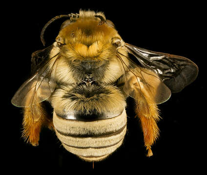 Image of Eucera aragalli (Cockerell 1904)