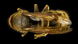 Image of yellowjackets, hornets, and paper wasps