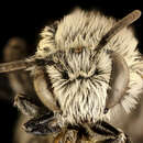 Image of Colletes brevicornis Robertson 1897